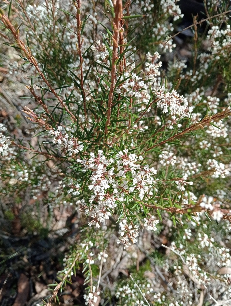 Acrothamnus melaleucoides photo 5