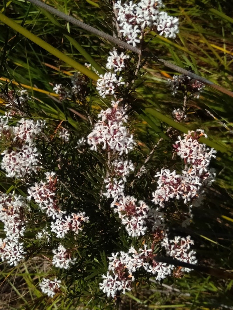 Acrothamnus melaleucoides photo 6