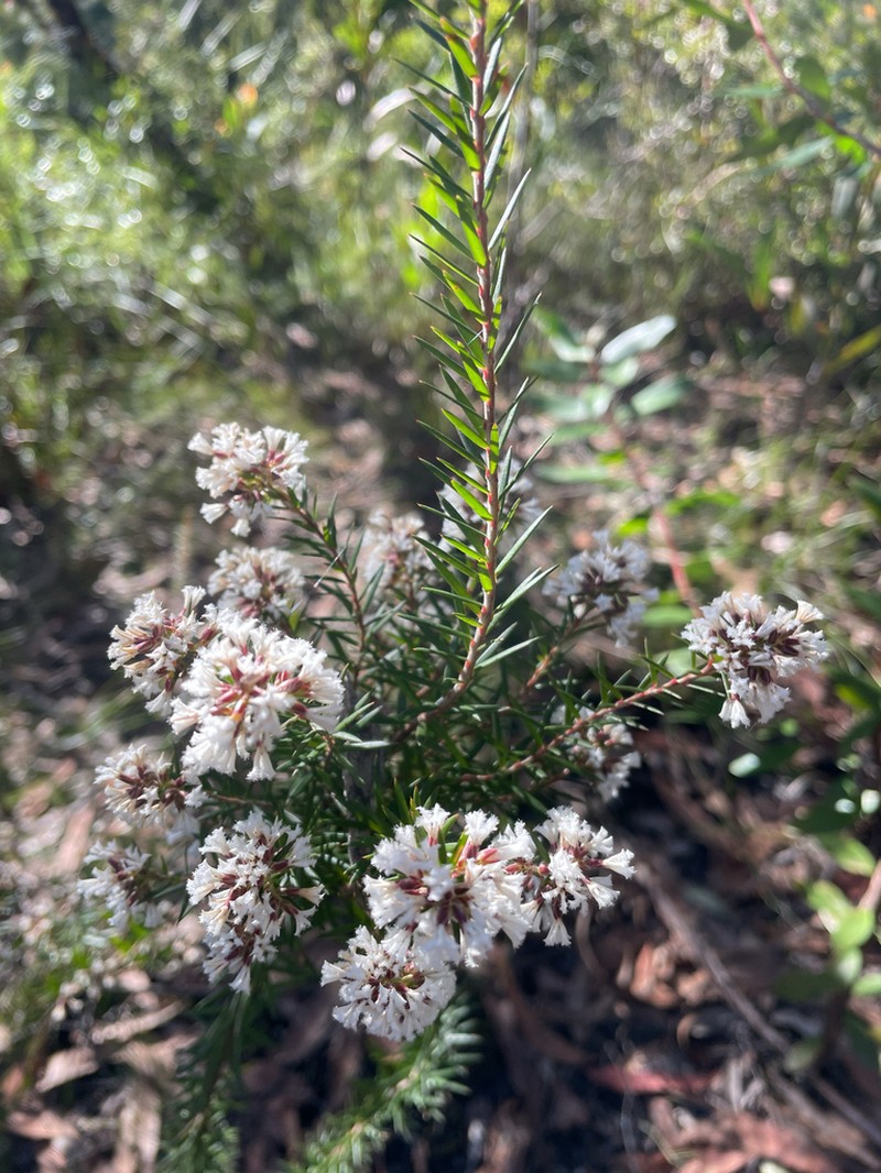 Acrothamnus melaleucoides photo 7