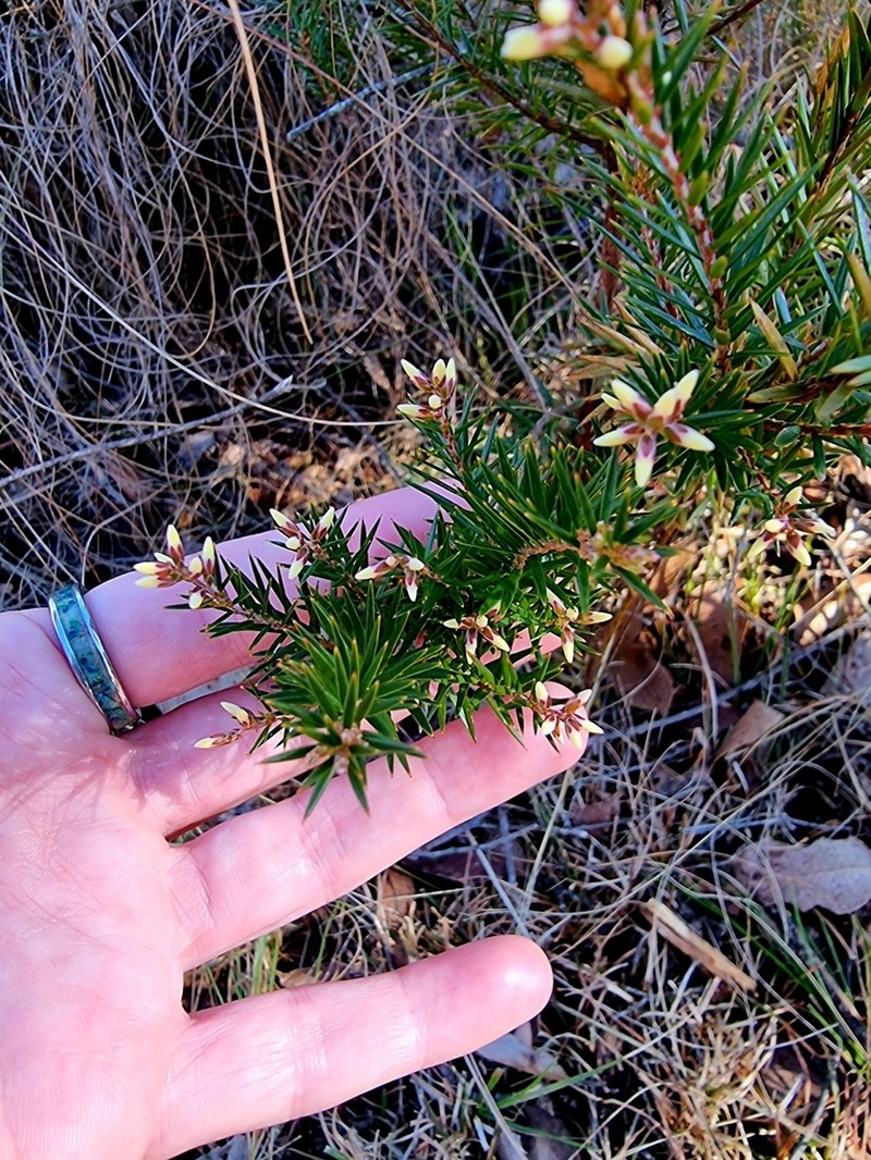 Acrothamnus melaleucoides photo 8
