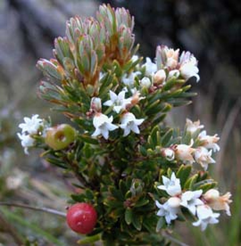 Acrothamnus montanus