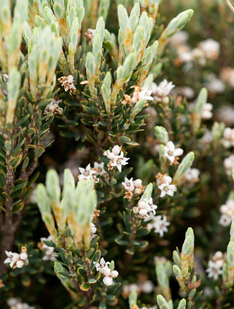 Acrothamnus montanus photo 2