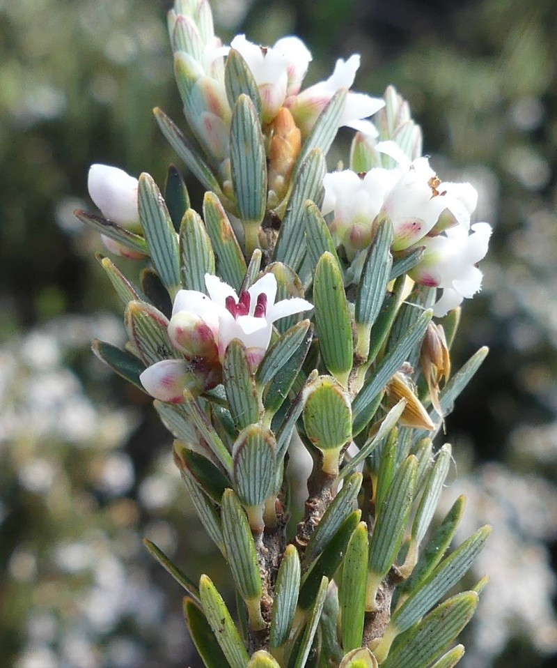 Acrothamnus montanus photo 3