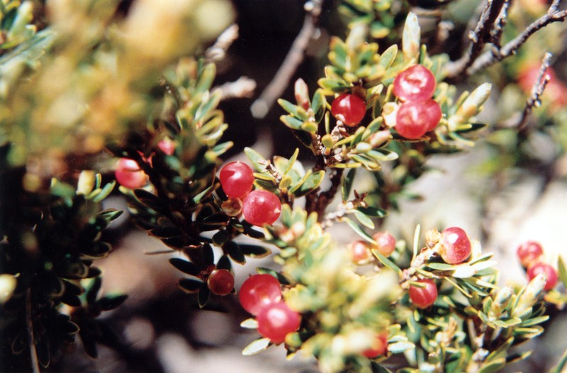 Acrothamnus montanus photo 4