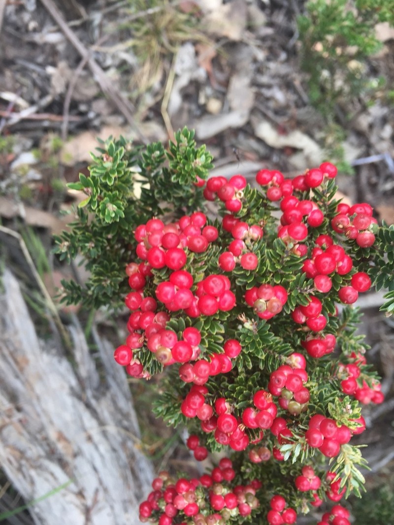 Acrothamnus montanus photo 5