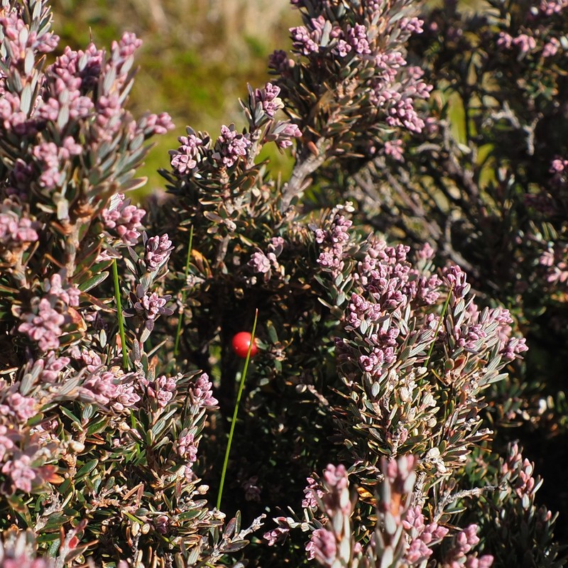 Acrothamnus montanus photo 6