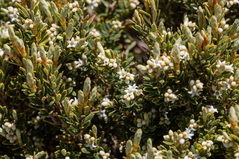 Acrothamnus montanus photo 7