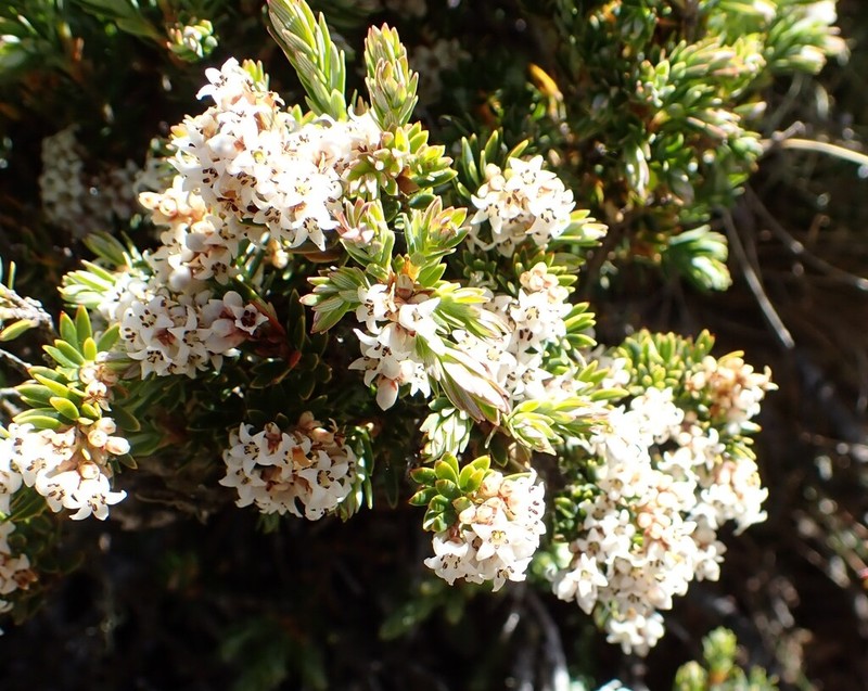 Acrothamnus montanus photo 8