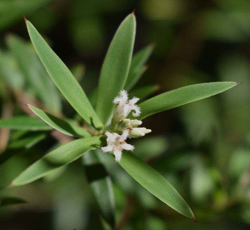 Acrothamnus spathaceus photo 2