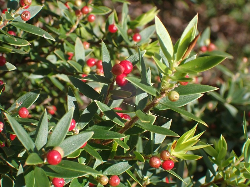 Acrothamnus spathaceus photo 3