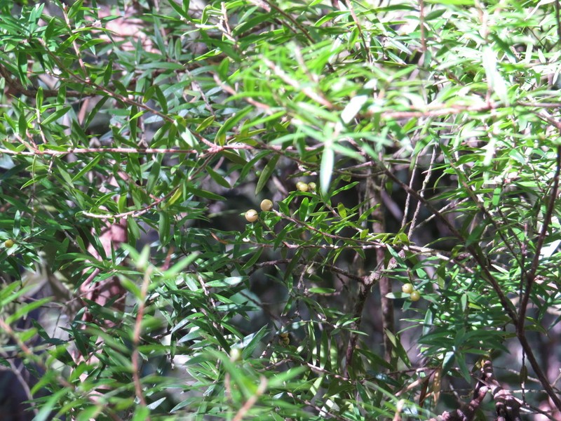 Acrothamnus spathaceus photo 4