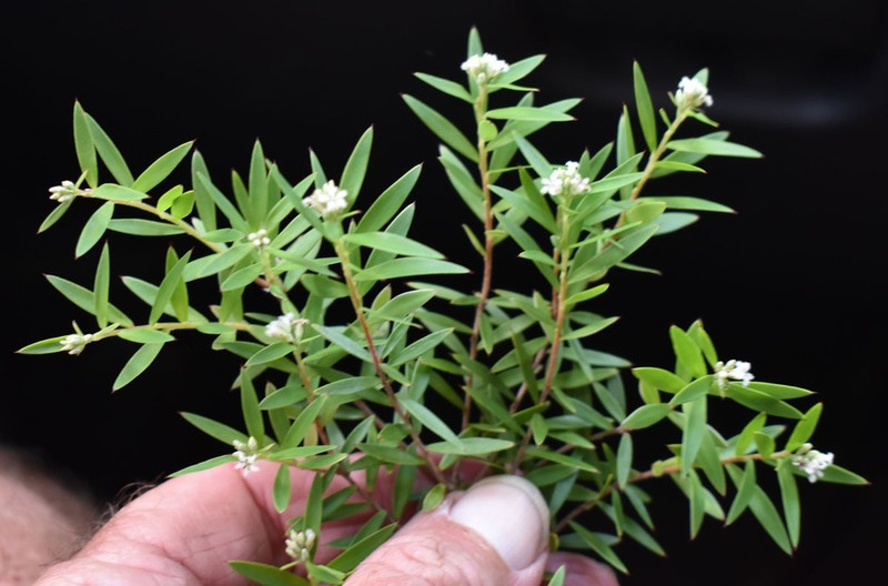 Acrothamnus spathaceus photo 5
