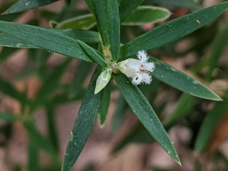 Acrothamnus spathaceus photo 6
