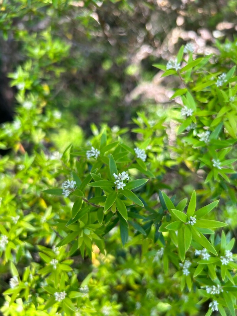 Acrothamnus spathaceus photo 7