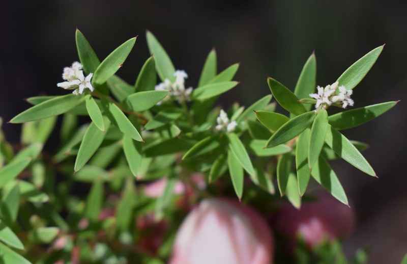 Acrothamnus spathaceus photo 8