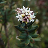 Acrothamnus suaveolens