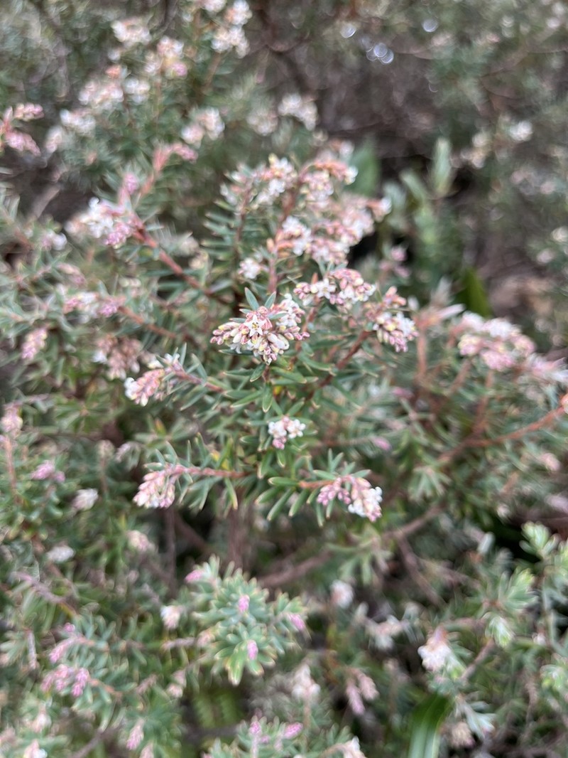 Acrothamnus suaveolens photo 2
