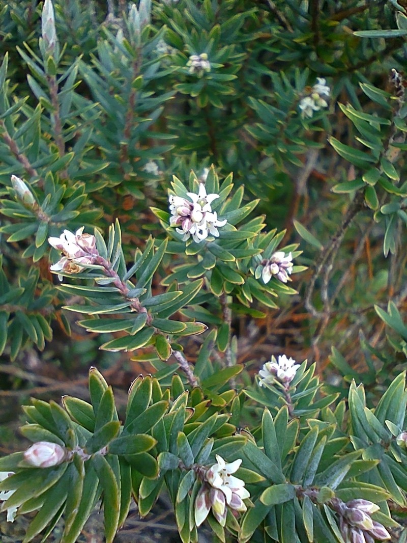 Acrothamnus suaveolens photo 3