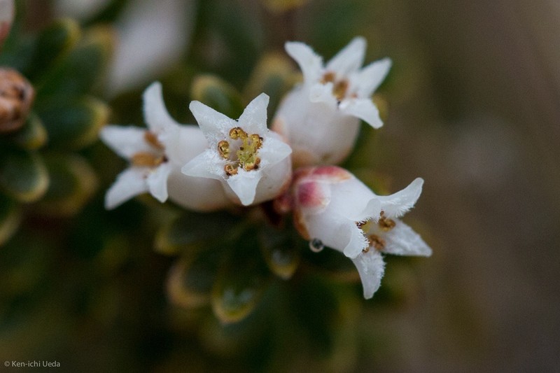 Acrothamnus suaveolens photo 4