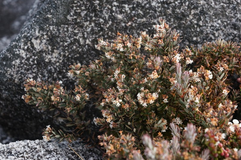 Acrothamnus suaveolens photo 5