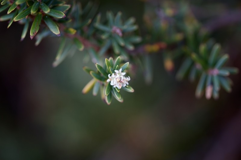 Acrothamnus suaveolens photo 6