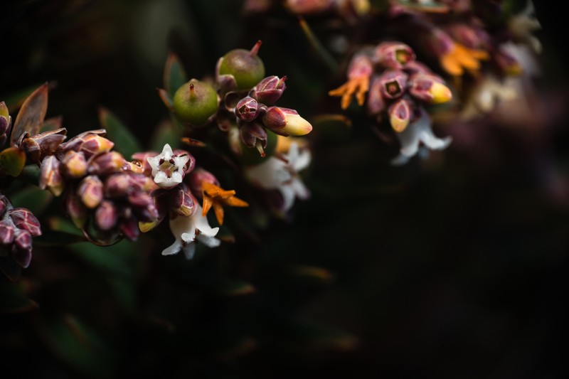 Acrothamnus suaveolens photo 7