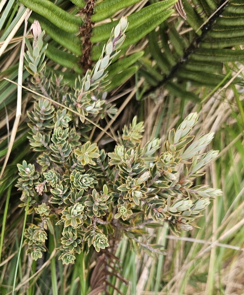Acrothamnus suaveolens photo 8