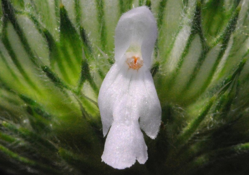 Acrotome angustifolia
