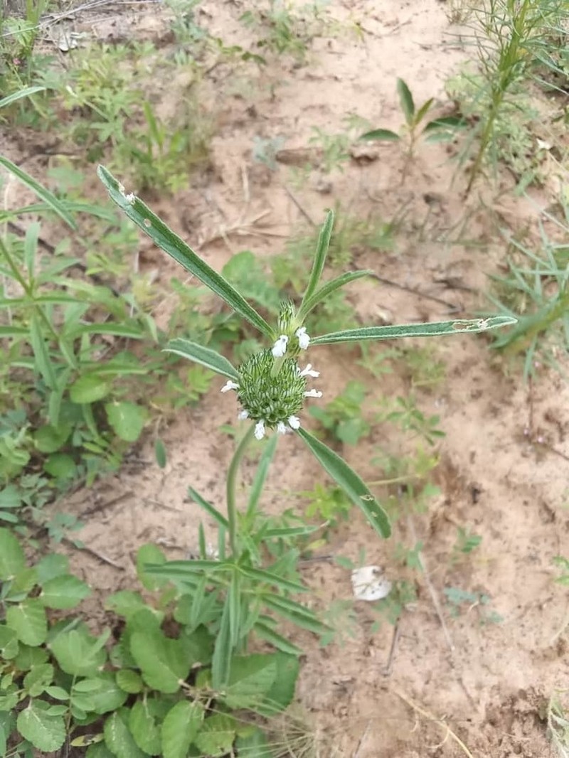 Acrotome angustifolia photo 2