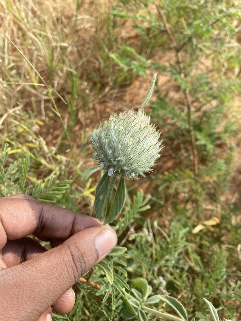Acrotome angustifolia photo 3