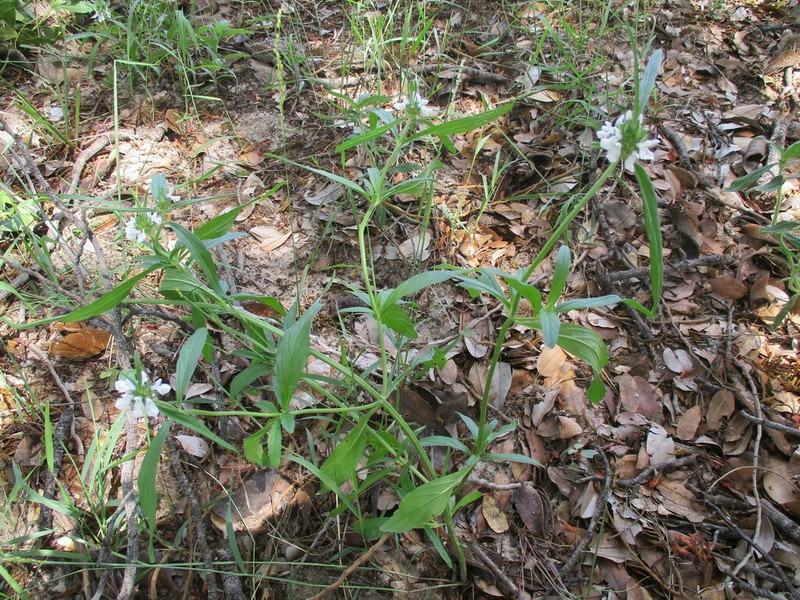 Acrotome angustifolia photo 4