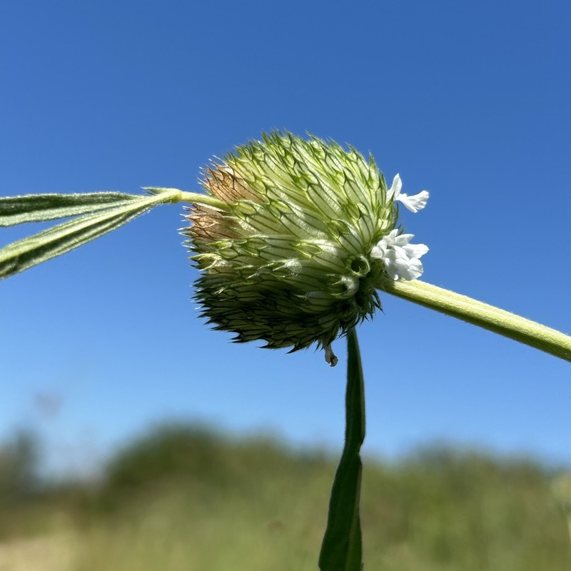 Acrotome angustifolia photo 5