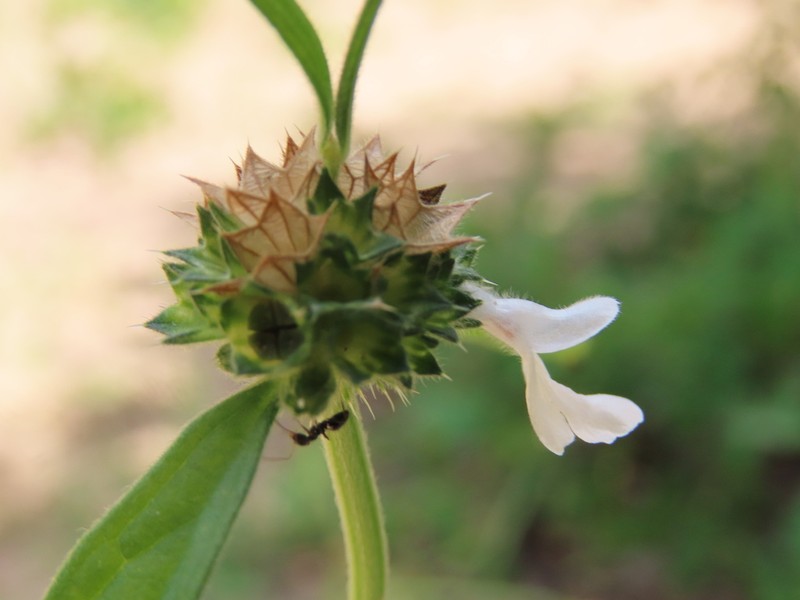 Acrotome angustifolia photo 6