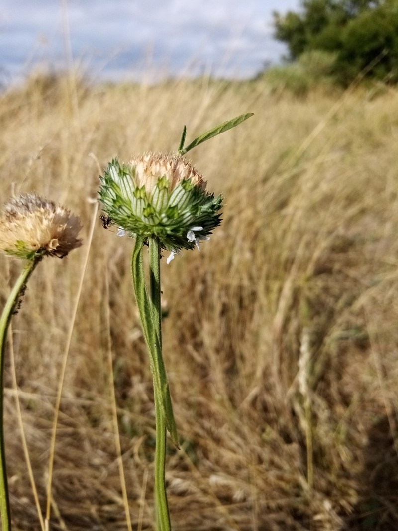 Acrotome angustifolia photo 7