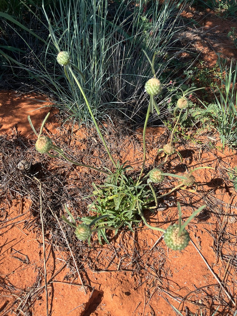 Acrotome angustifolia photo 8