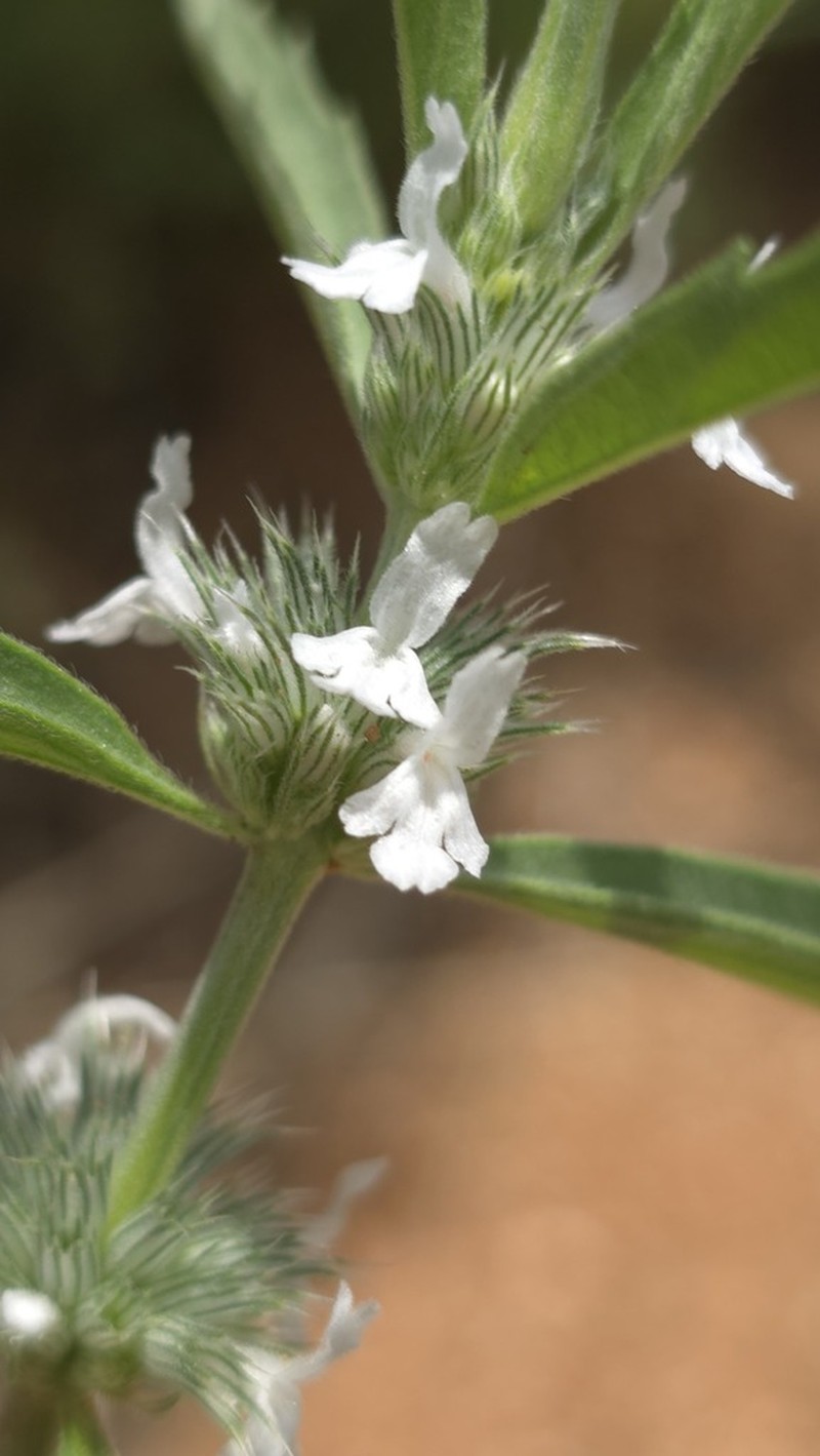Acrotome fleckii photo 5