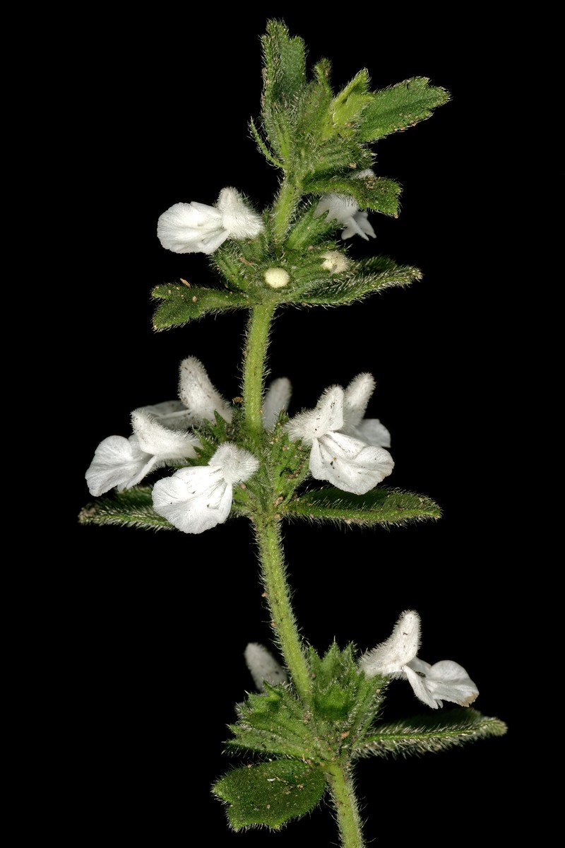 Acrotome hispida