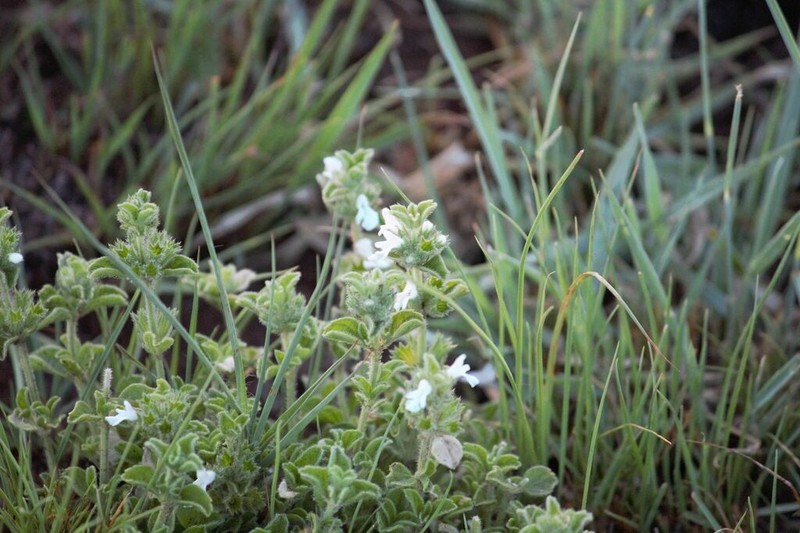 Acrotome hispida photo 2