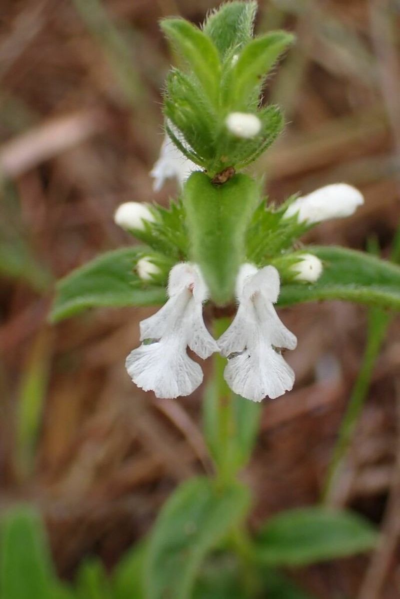 Acrotome hispida photo 4