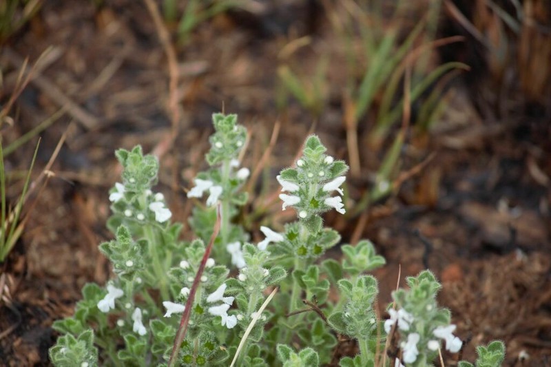Acrotome hispida photo 6