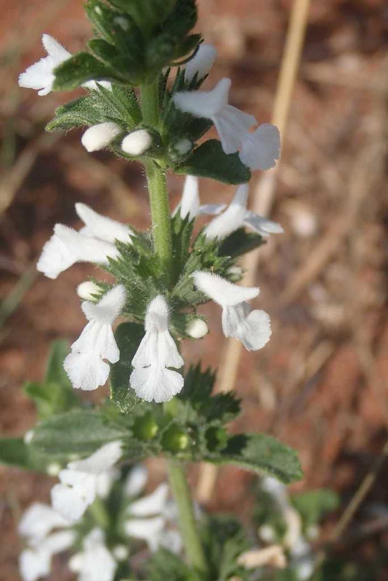 Acrotome hispida photo 7