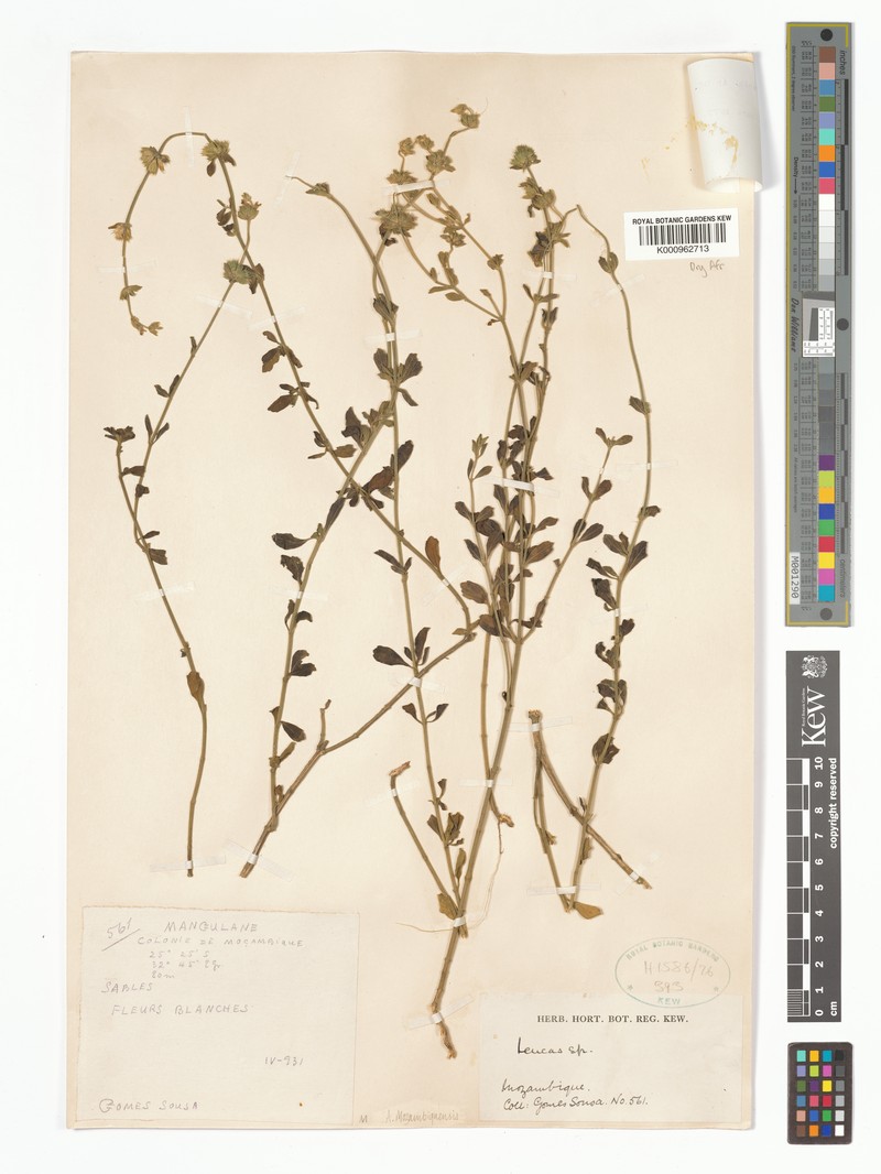 Acrotome mozambiquensis