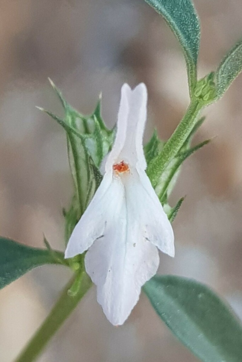 Acrotome pallescens