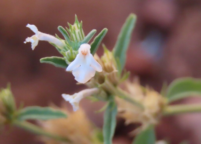 Acrotome pallescens photo 2