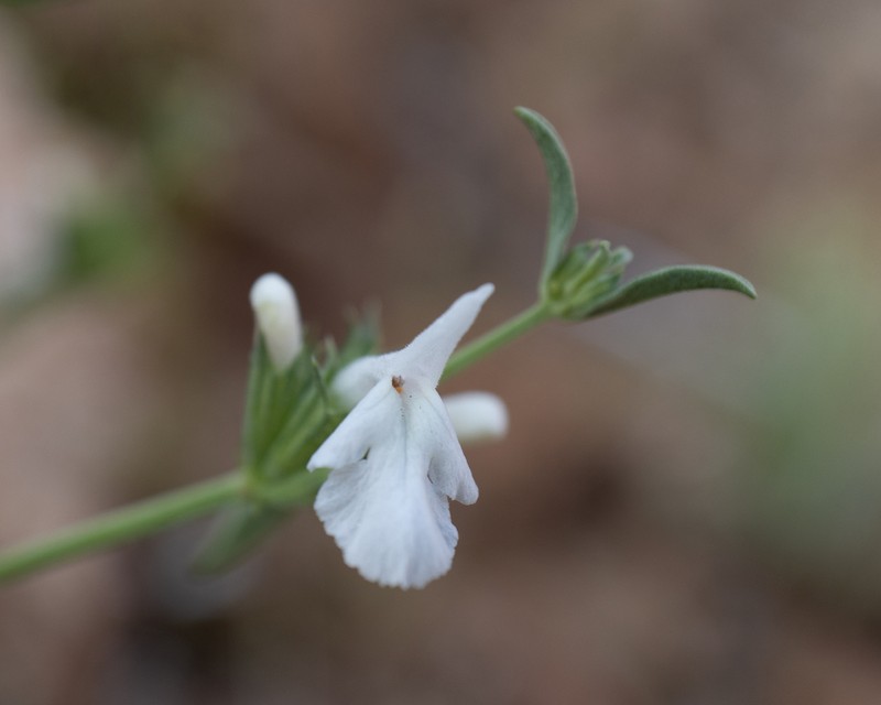 Acrotome pallescens photo 4