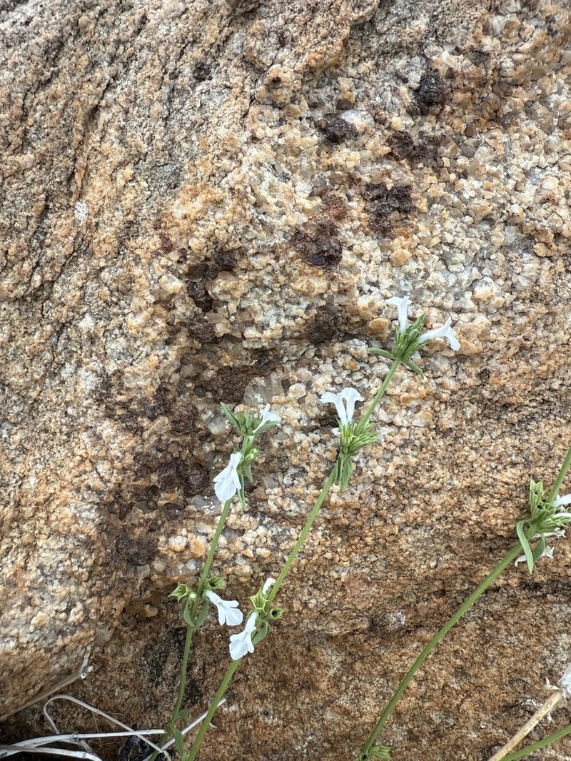 Acrotome pallescens photo 5