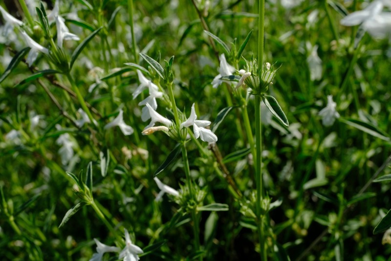 Acrotome pallescens photo 6
