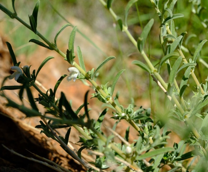 Acrotome pallescens photo 7