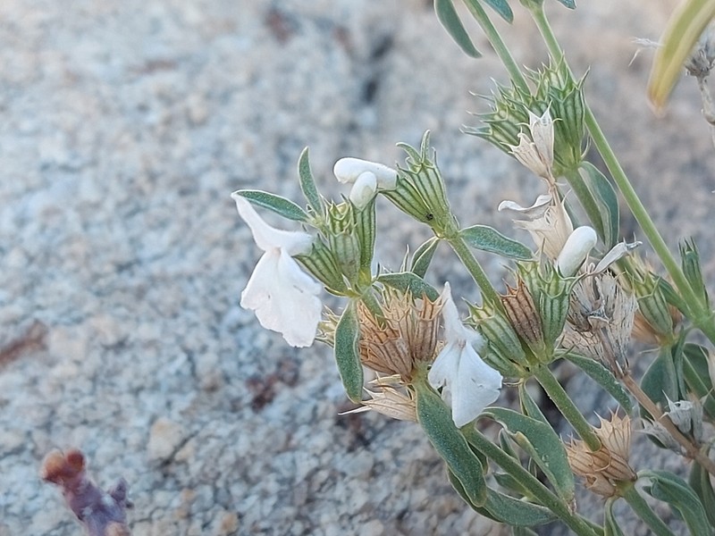 Acrotome pallescens photo 8