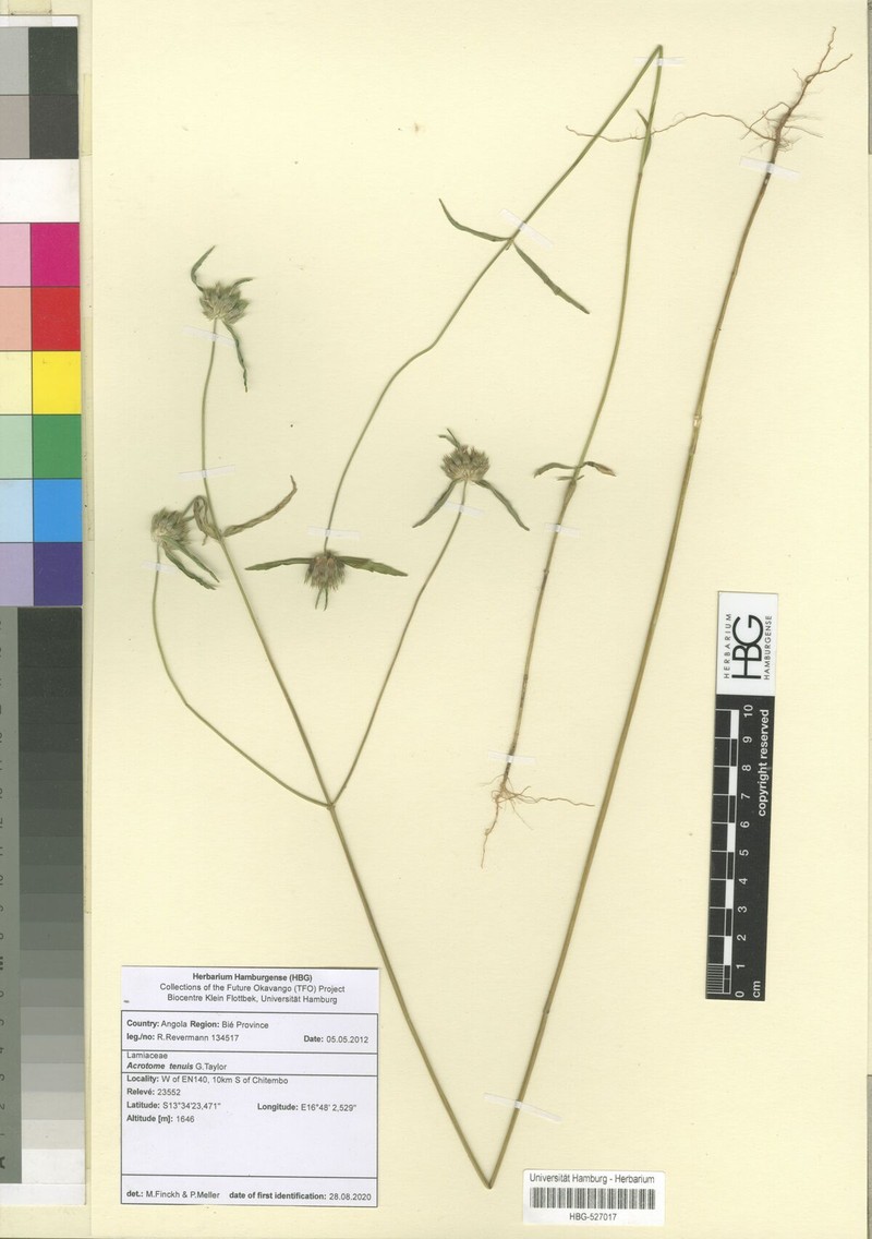Acrotome tenuis photo 4